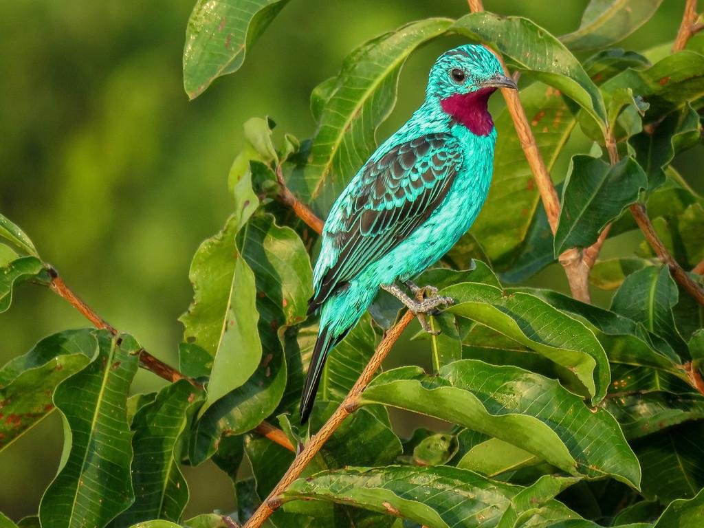 A Guide to Birdwatcher's Paradise: the Cuyabeno Reserve