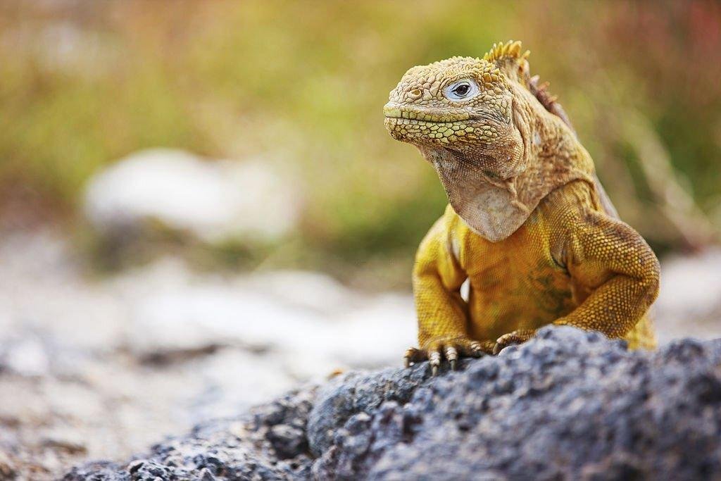 10-days-galapagos-land-tours