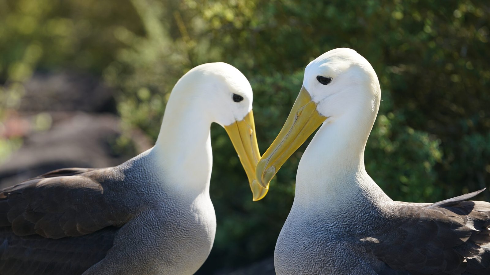 7-day-galapagos-land-tour