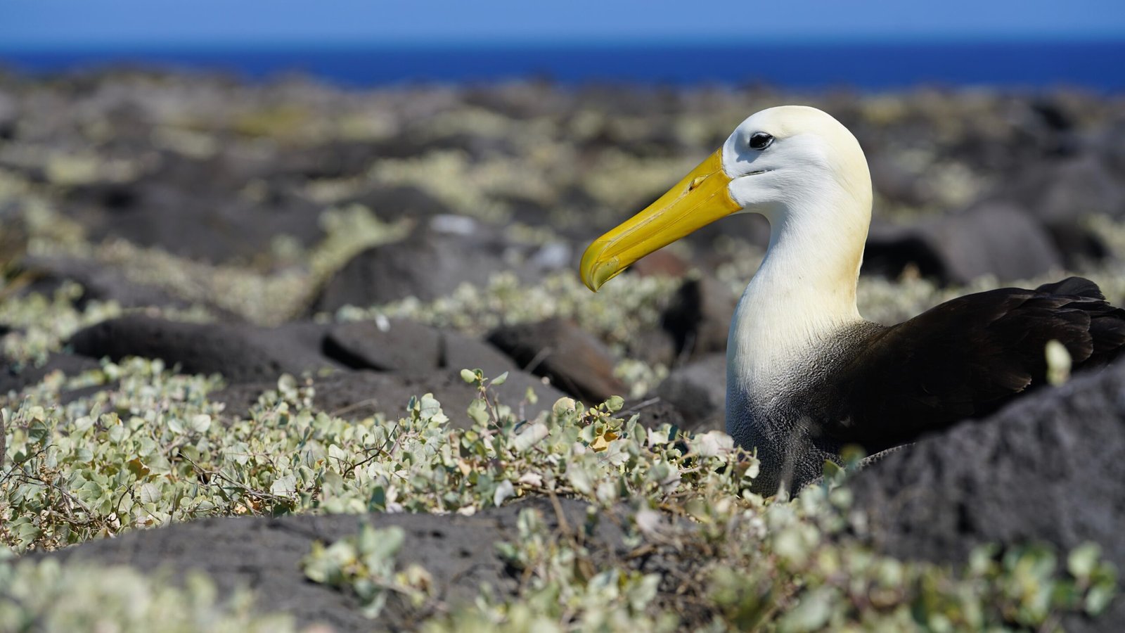 albatross