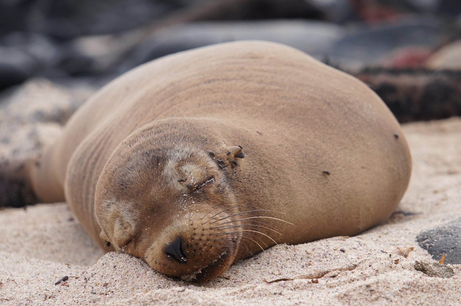 5-day-tour-galapagos